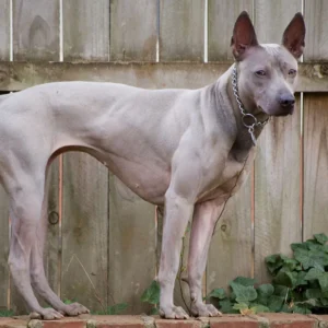 thai-ridgeback