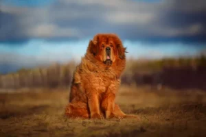 tibetan mastiff