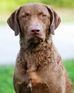 water-dog-breeds-chesapeake-bay-retriever