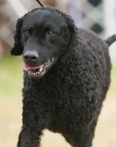 water-dog-breeds-curly-coated-retriever