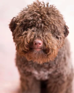 water-dog-breeds-lagotto-romagnolo