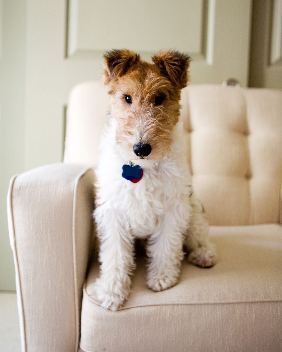 wire-fox-terrier-