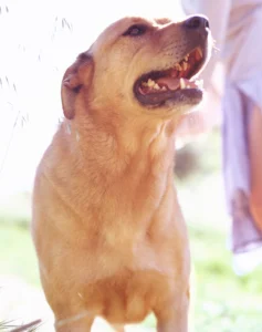 working-dog-breeds-chinook