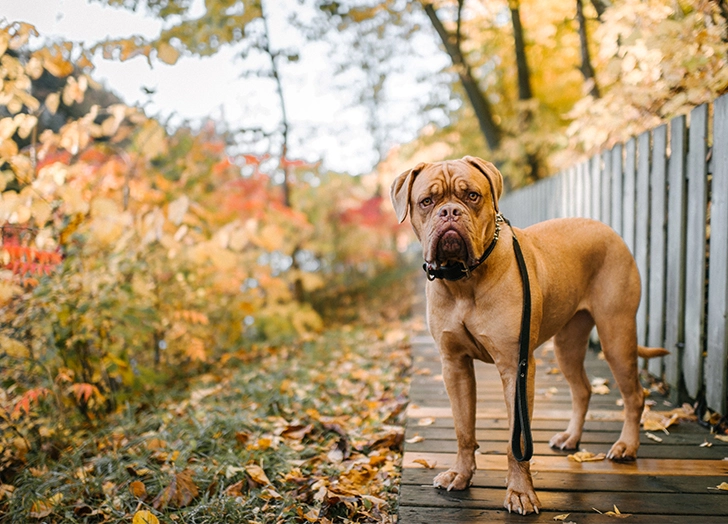 dogue-de-bordeaux standing on the roadside of autumn season