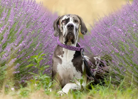 working-dog-breeds-great-dane working-dog-breeds-great-dane