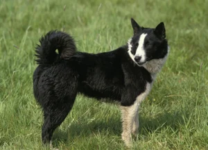 working-dog-breeds-karelian-bear-dog