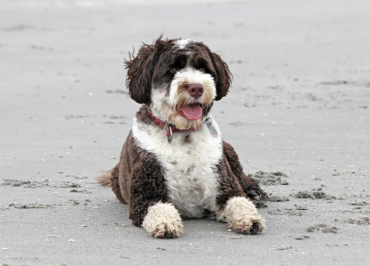 Curly-dog-breeds-portuguese-water-dog