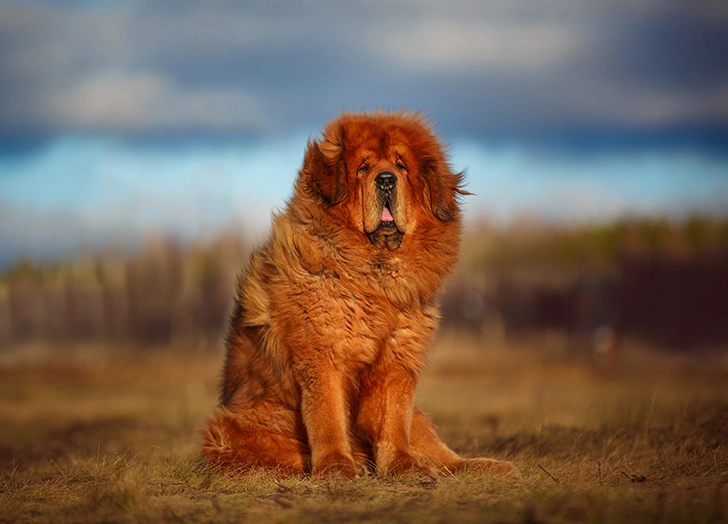 Curly dog breed Tibetan Terrier