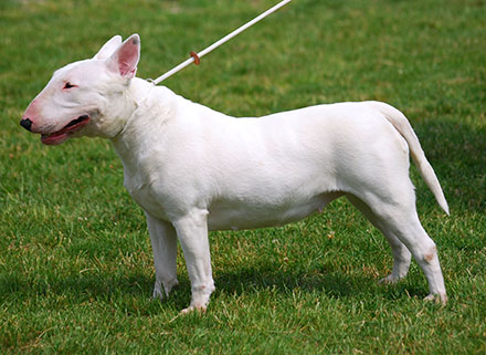 white English_Bull_Terrier_