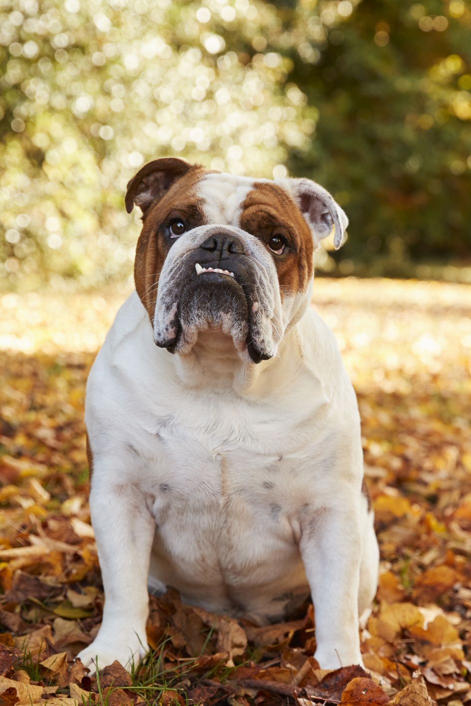british-bulldog-sitting-by-path-in-autumn-landscape-