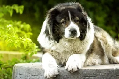 caucasian mountain dog