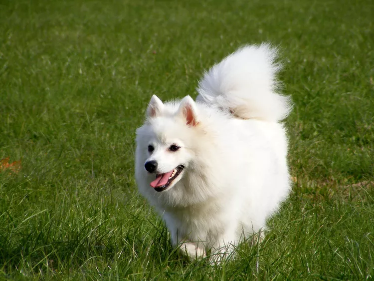 energetic-japanese-spitz-