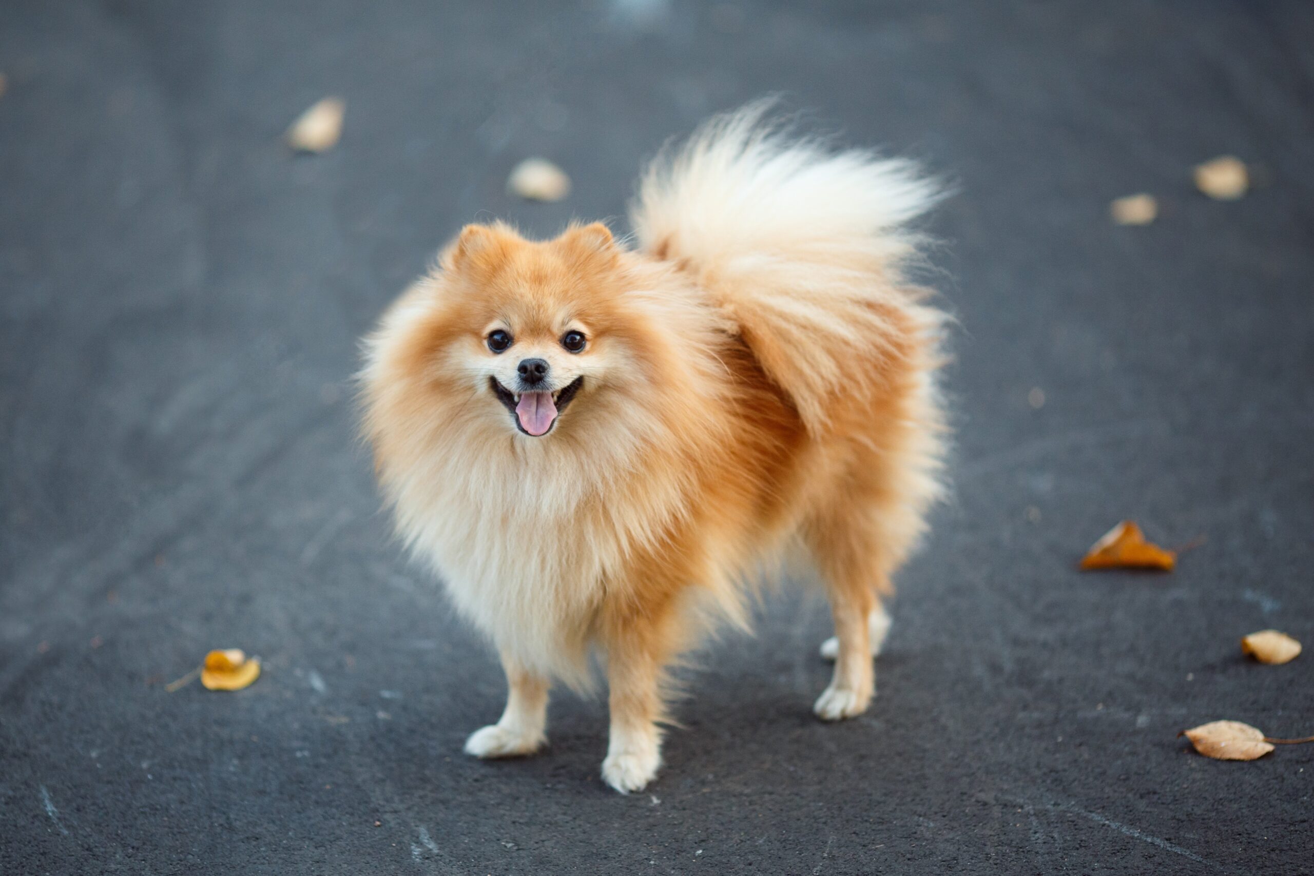 german-spitz-dog-breed-pictures-