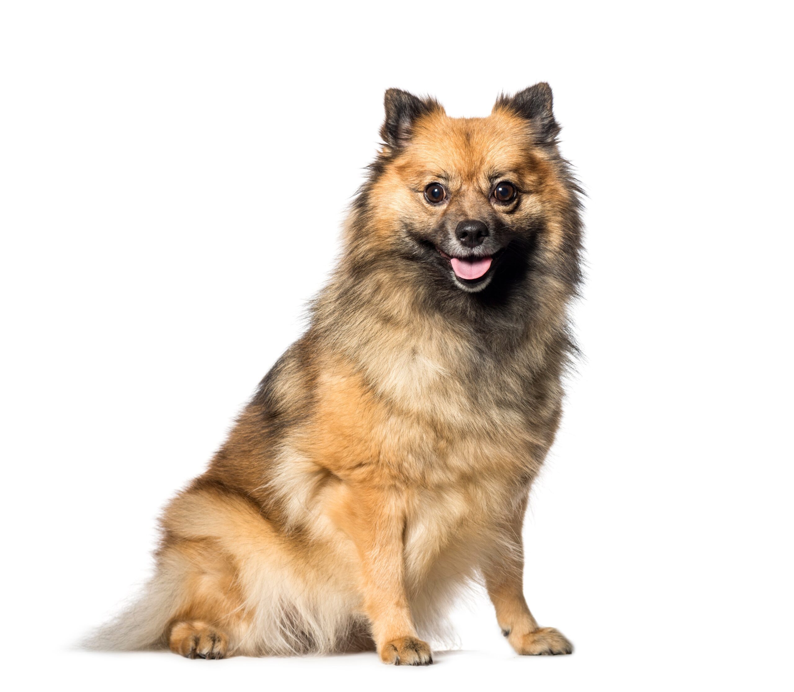 german-spitz-dog-breed-pictures