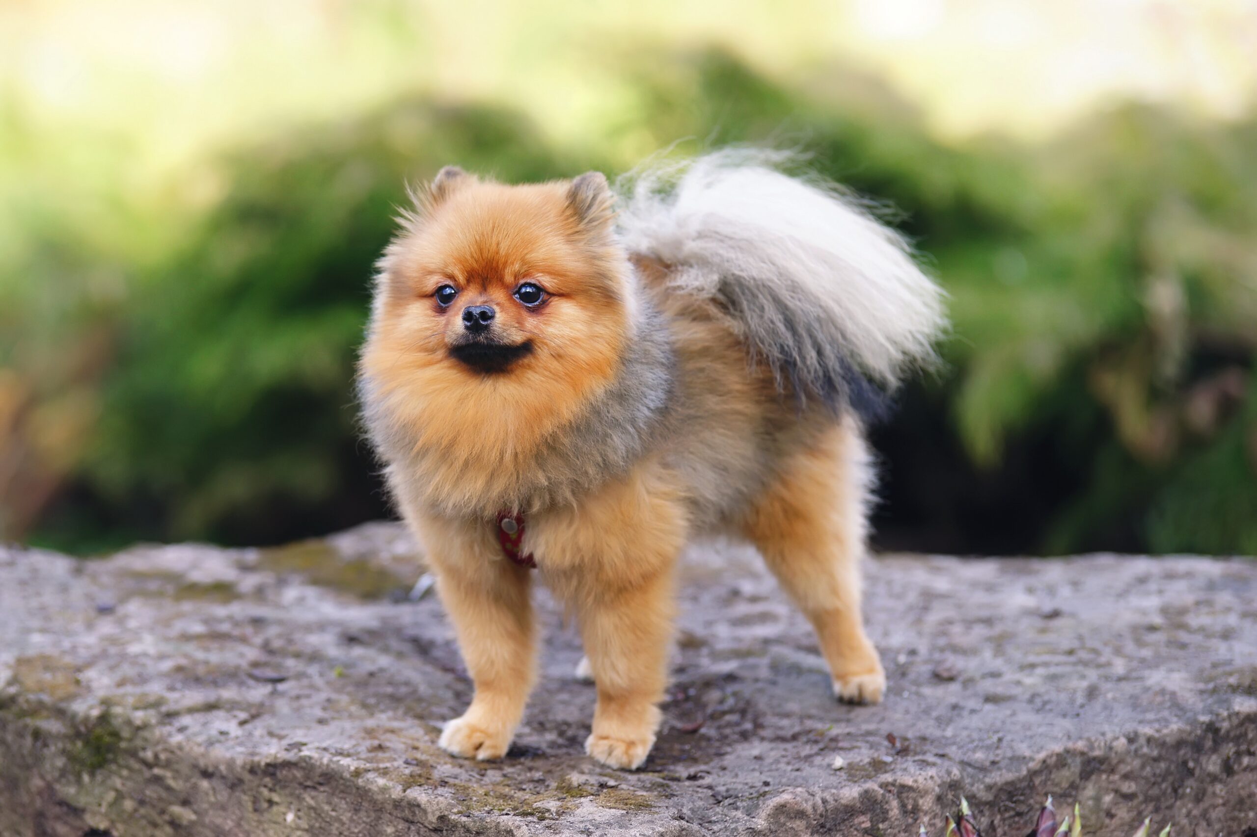 german-spitz-dog-breed-pictures