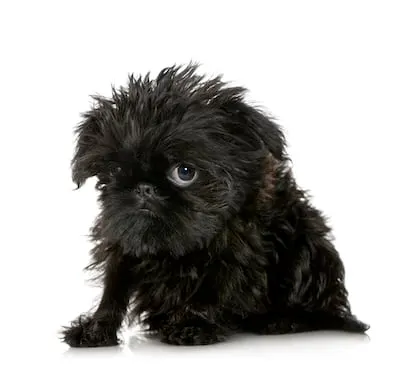 black Griffon Brussel pug