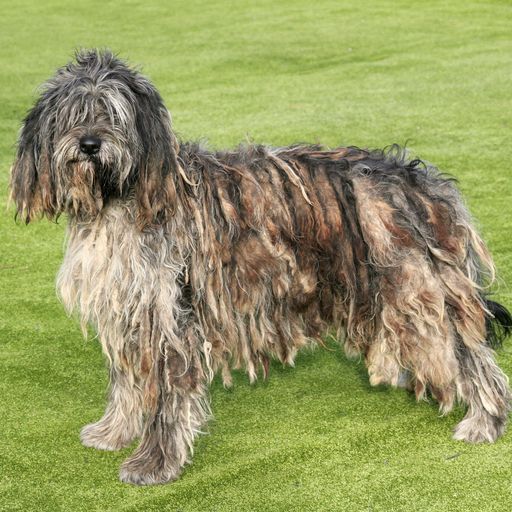 italian-dog-breeds-bergamasco-1574473047