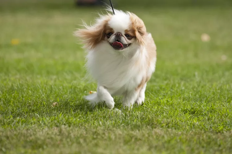 japanese chin