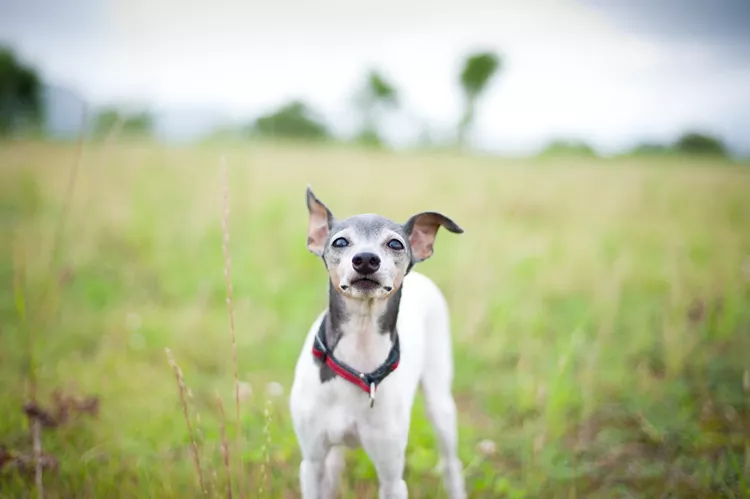 japanese terrier