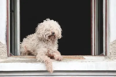 komondor