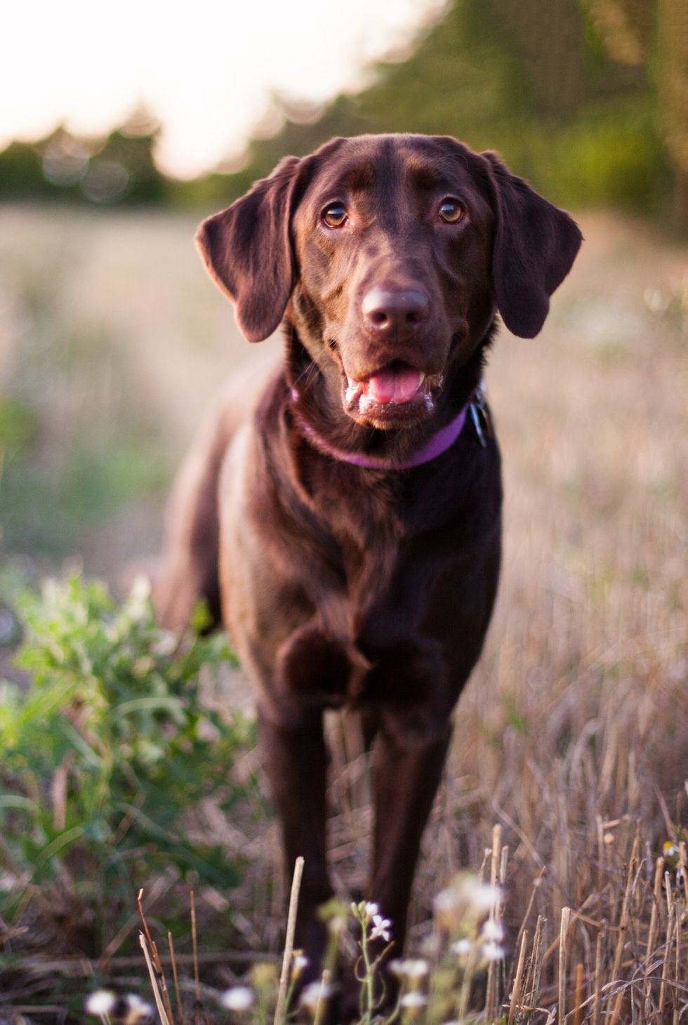 labrador-retriever-dog-standing-in-field-