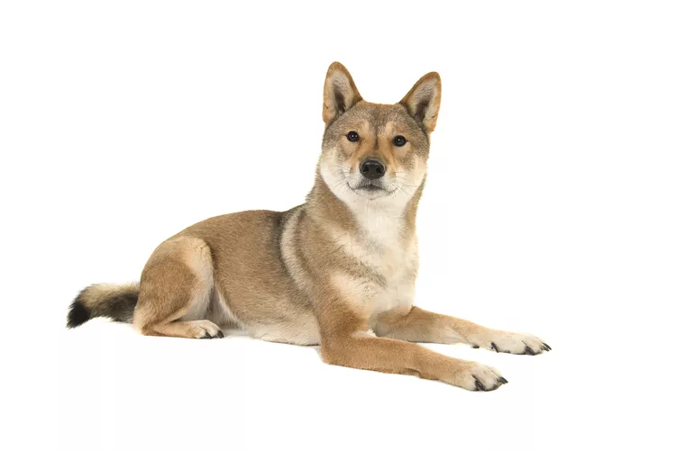 shikoku inu