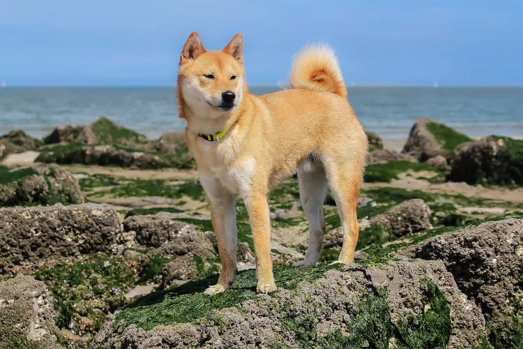 shiba inu