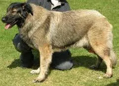 vikhan-sheepdog-indian-dog.