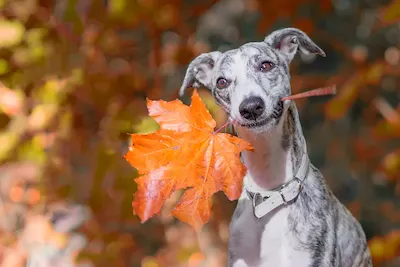 whippet