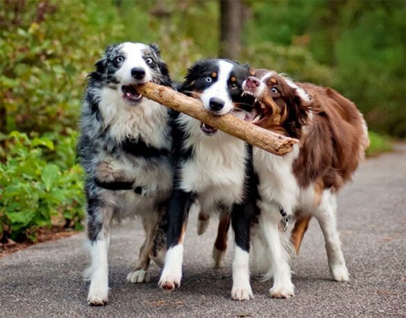 3 australian shepherds