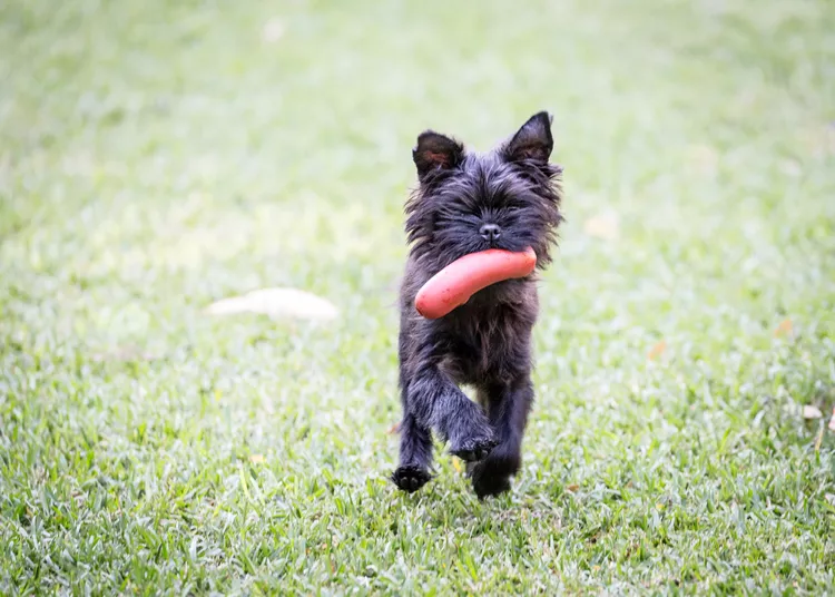Affenpinscher puppy running with toy in his mouth on green grass