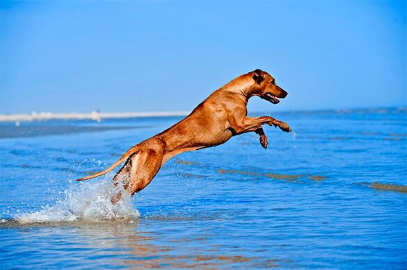 fly Rhodesian Ridgeback
