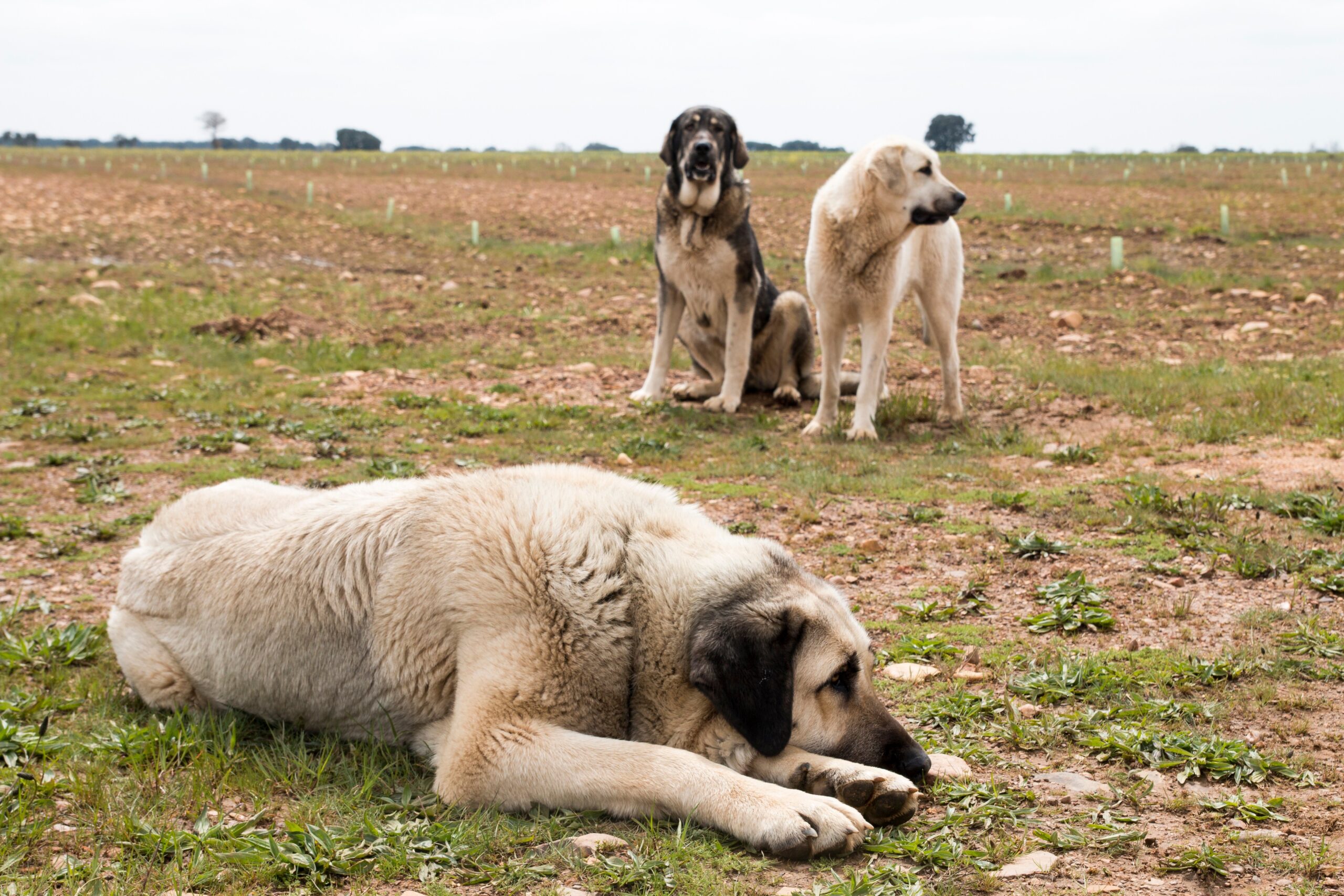 spanish-mastiff-dogs resting on grass meadow