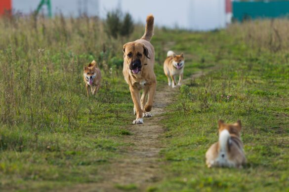 spanish-mastiff-dog-breed-pictures-3 spanish-mastiff-dogs in green fields