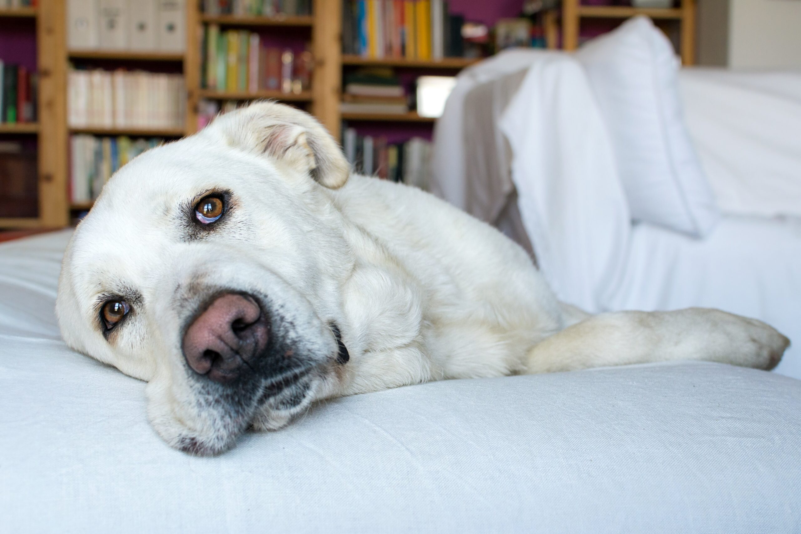 white spanish mastiff lying on bed