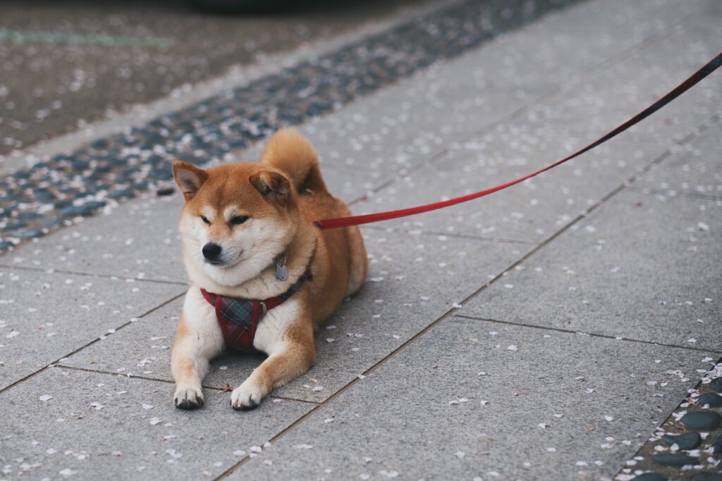 shiba inu sitting on a road side