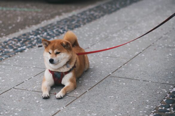 shiba inu sitting on a road side