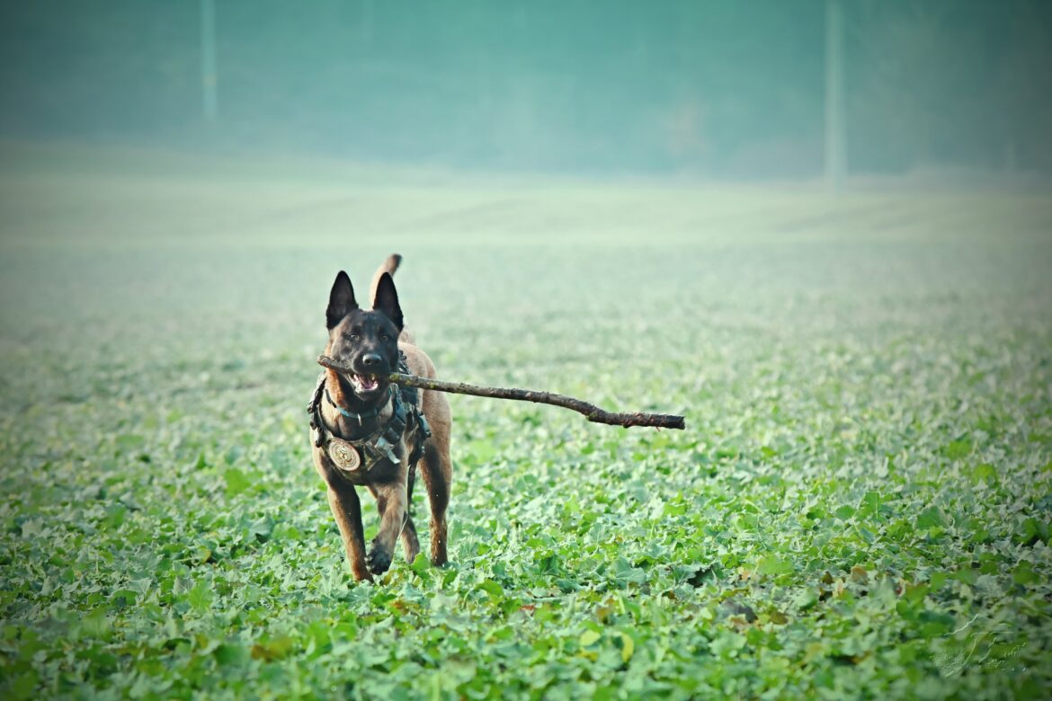 belgian malinois adolscence belgian-malinois running in a green field