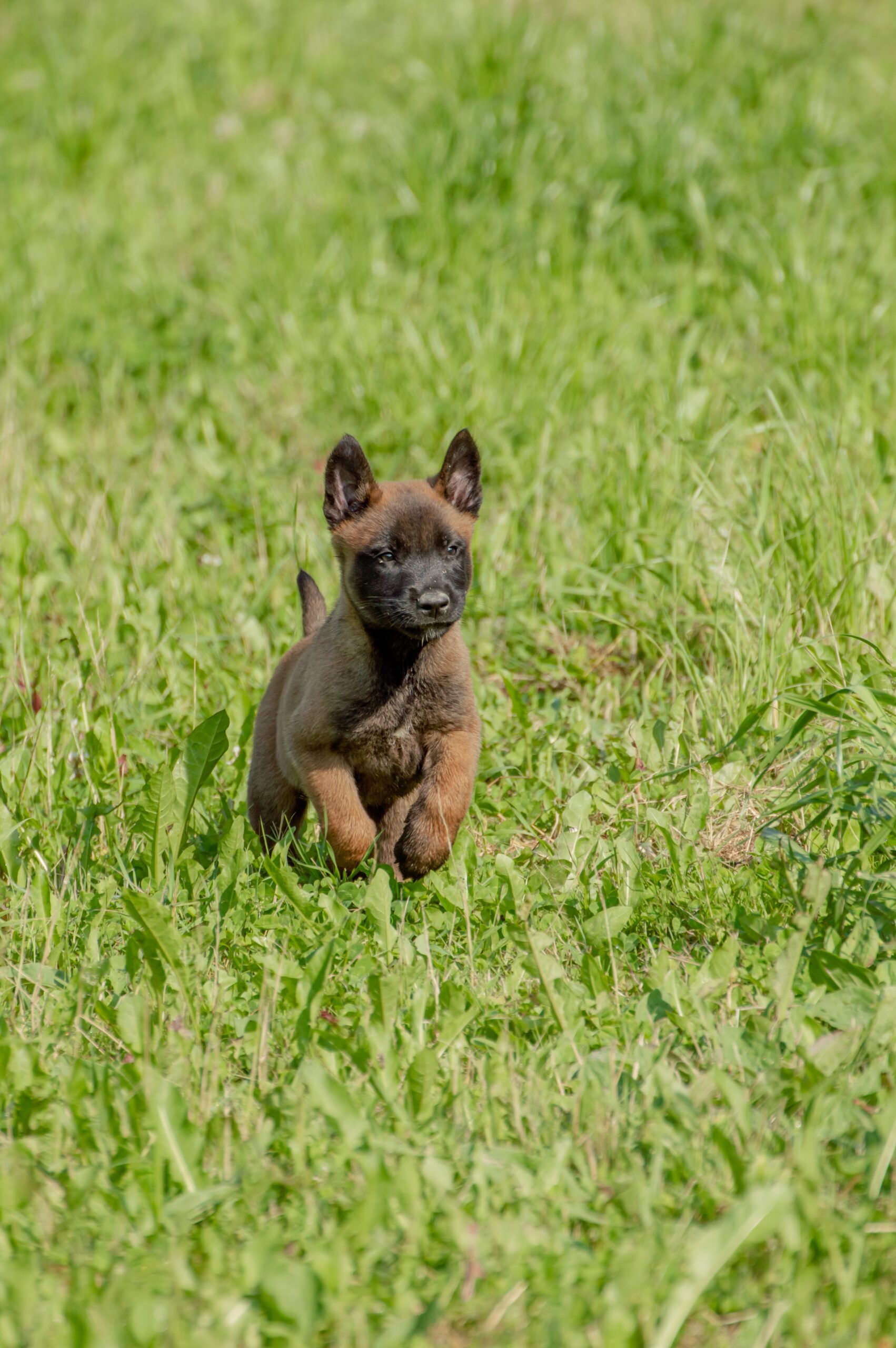 belgian malinois puppy running in a green field