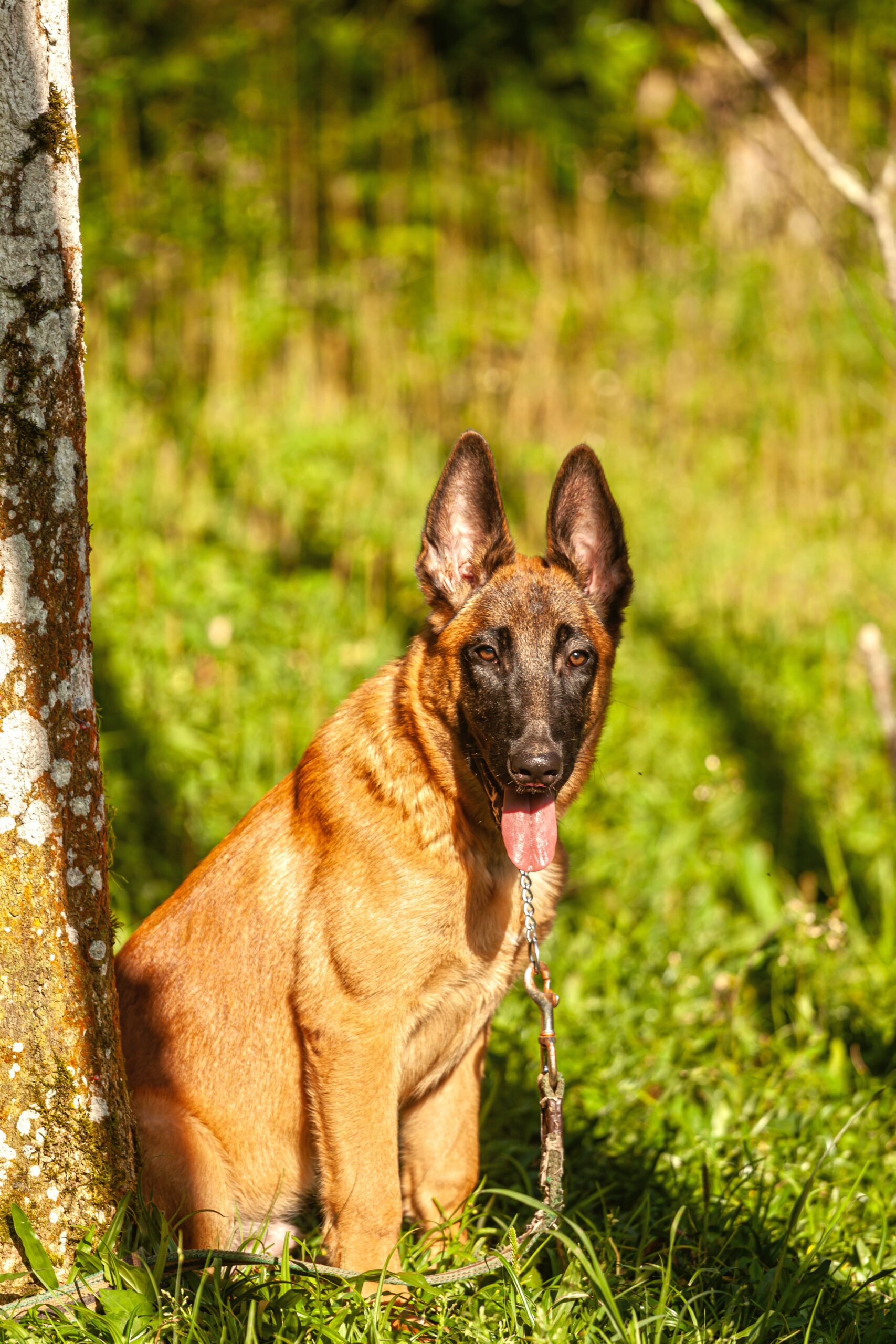 belgian-malinois standing in sunny noon beside tree in a green field with his tongue outside