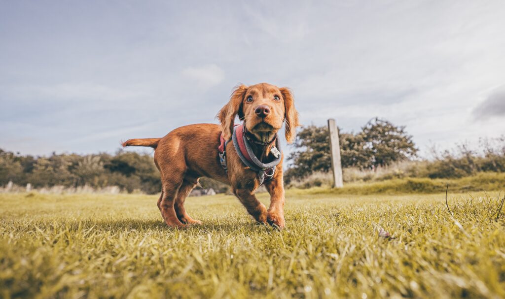 cute brown cocker spaniel with a collar in his neck standing in a field