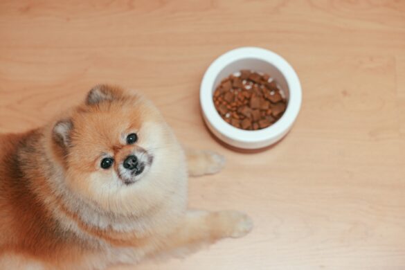 dog wet food brown dog looking in the camera and he has bowl of dog food in his front