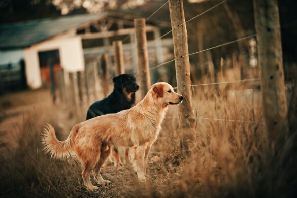 electric fence brown and black dogs standing with fence