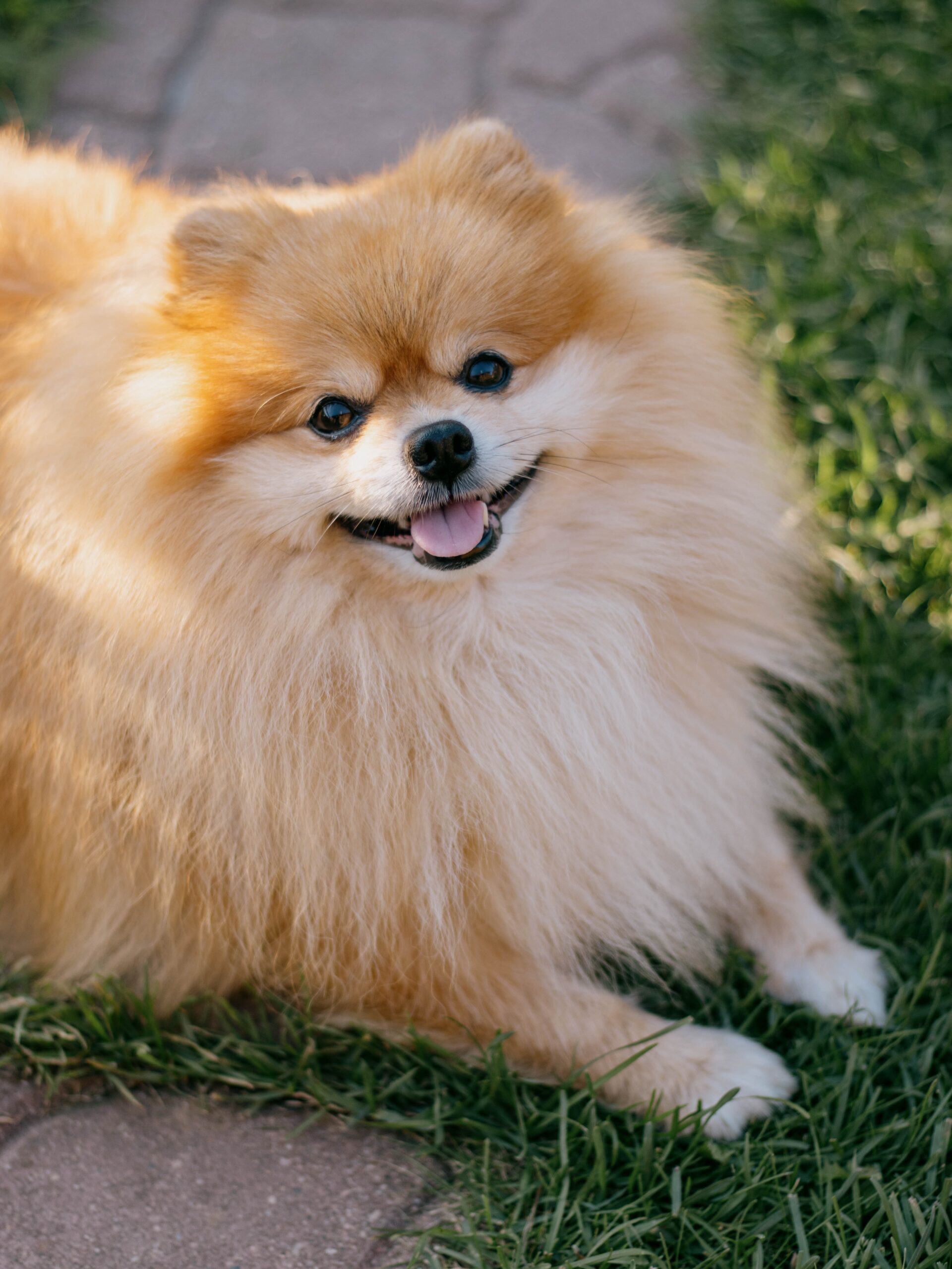 brown colored pomeranian looking up with paws on green ground