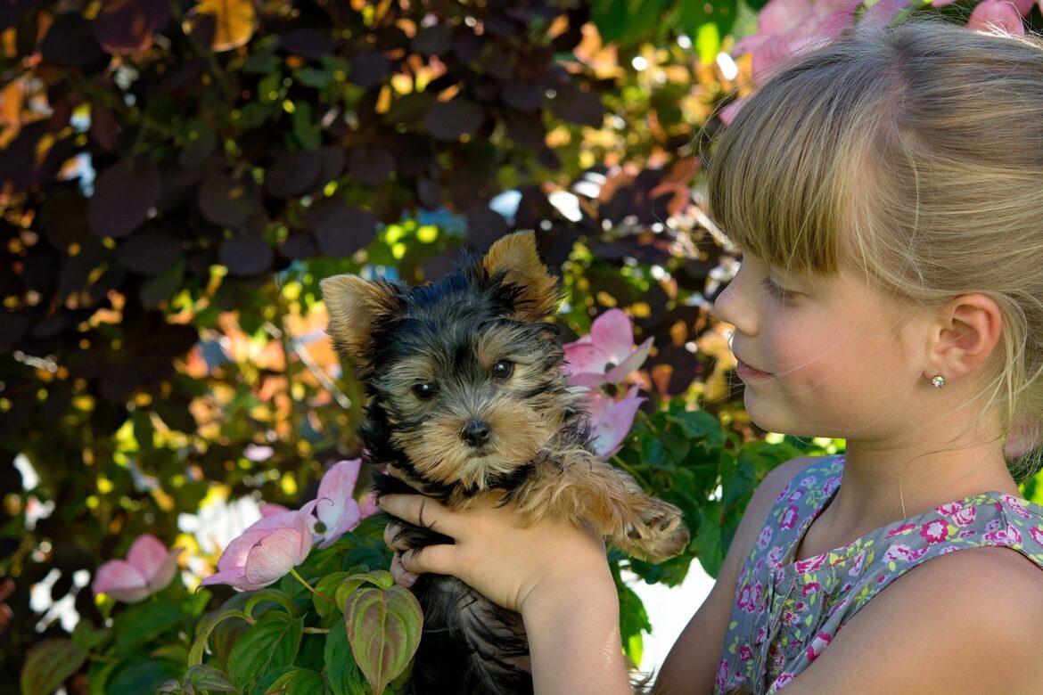 cute little girl with blonde hair holding brown and black yorkshire terrier in a garden
