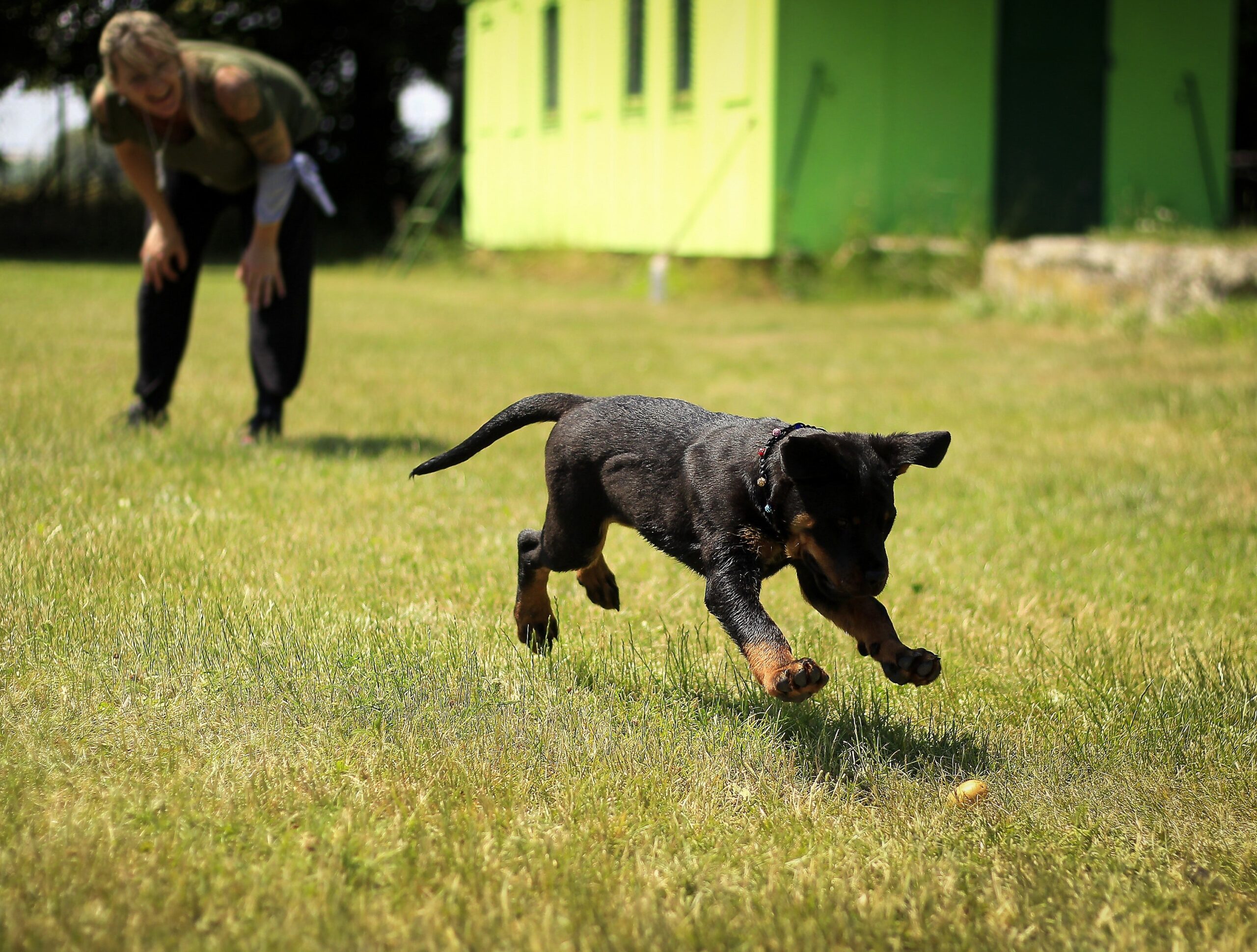 Australian kelpie running in a field