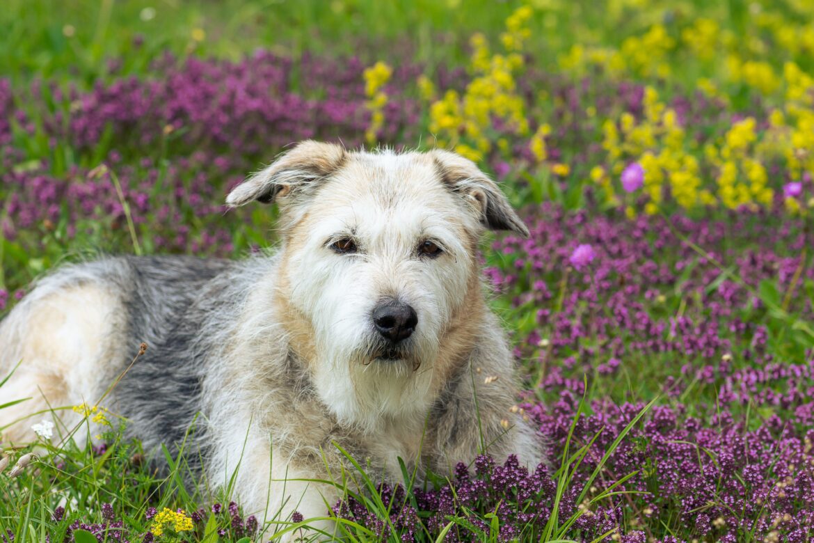 Glen of Imaal terrier sitting on on purple flowers on the grass
