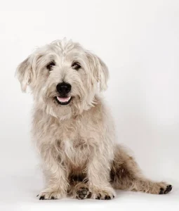 Glen of Imaal terrier sitting on his paws