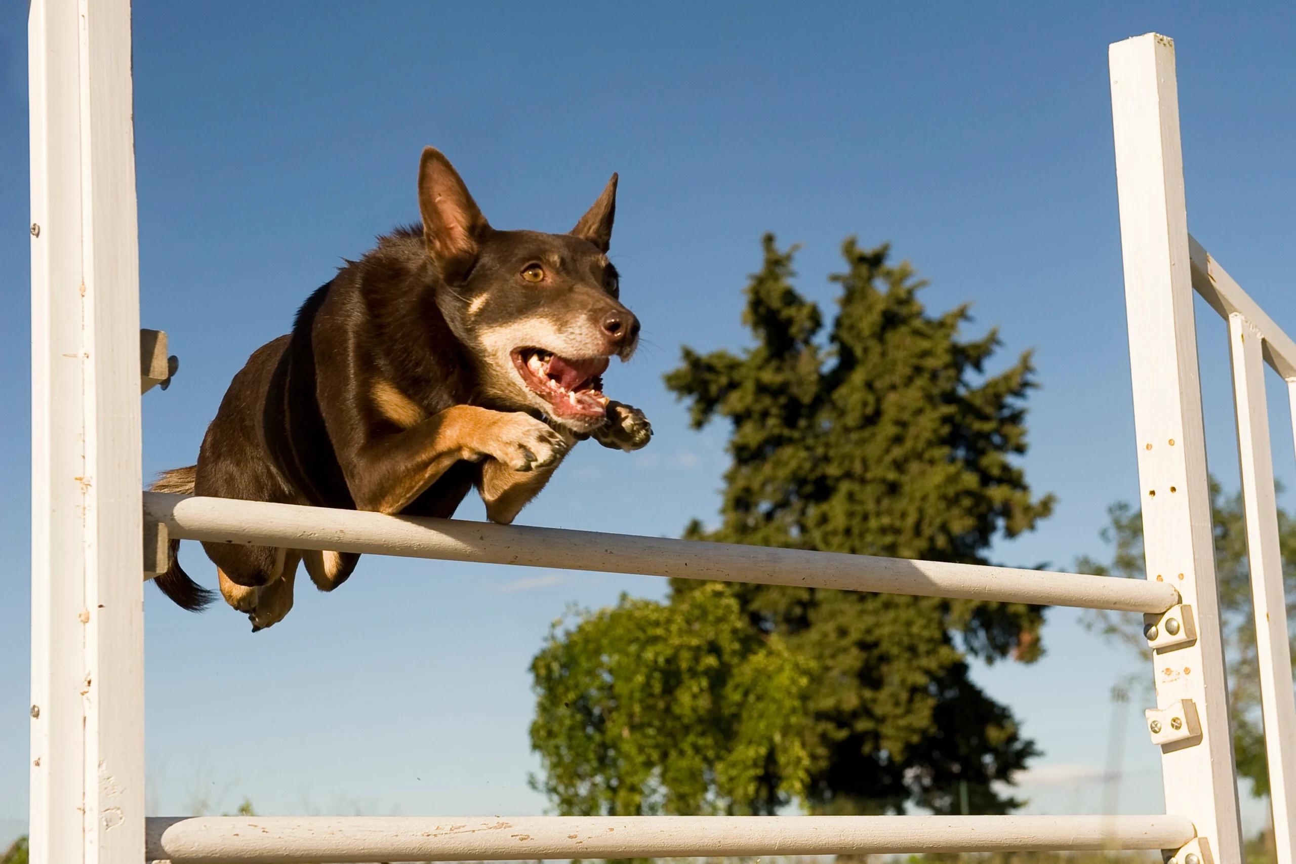 Australian kelpie in air jumping over a hurdle