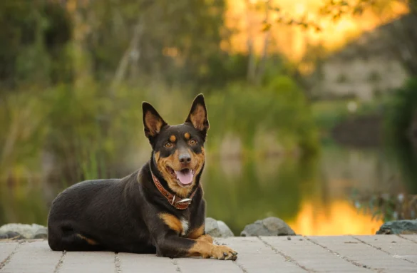 australian kelpie sitting by lakeside